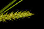 Hairyfruit sedge